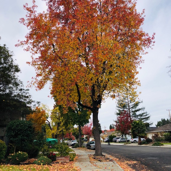 Meet your Posher, Jo shung - Picture 1 of 1